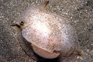 Pleurobranchea (Pleurobranchaea meckelii)