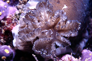 Dendrodoride fiorito (Dendrodoris grandiflora)