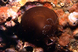 Dendrodoride orlato (Dendrodoris limbata)