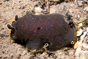 Dendrodoride orlato (Dendrodoris limbata)