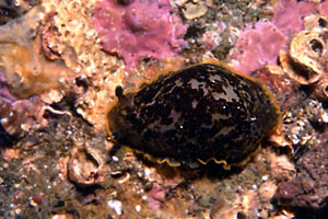 Dendrodoride orlato (Dendrodoris limbata)