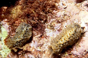 Doride verrucoso (Doris verrucosa)