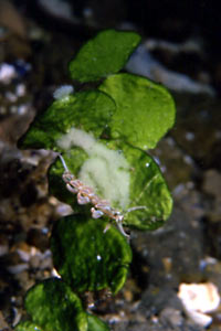 Facelina rubrovittata (Facelina rubrovittata)