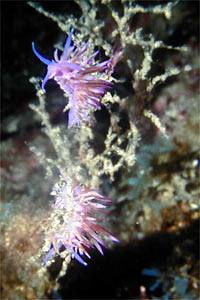 Flabellina rosa (Flabellina affinis)