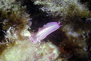 Platelminta (Prostheceraeus giesbrechtii)