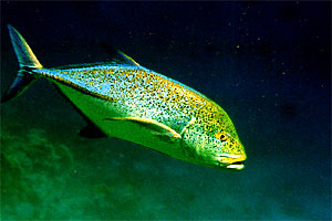 Carangide (Caranx melampygus)