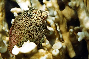 Blennide leopardo (Exallias brevis)