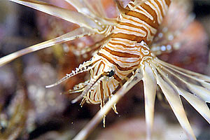 Pesce scorpione (Pterois russelli)