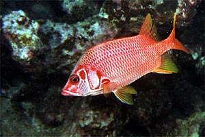 Pesce scoiattolo spinoso (Sargocentron spiniferum)