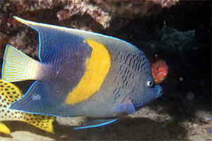 Pesce angelo maculato (Pomacanthus maculosus)