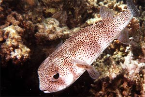 Pesce istrice (Diodon hystrix)