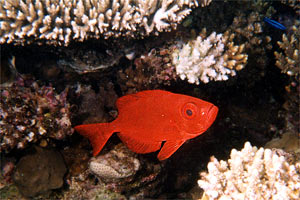 Pesce occhio grosso (Priacanthus hamrur)