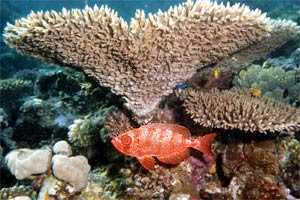 Acropora (Acropora hyacinthus)