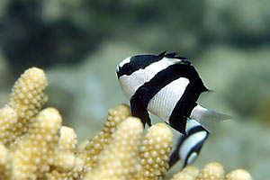 Damigella codabianca (Dascyllus aruanus)