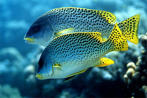 Gaterino tropicale (Plectorhinchus gaterinus)