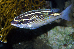 Nemipteride arabo (Scolopsis ghanam)