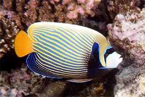 Pesce angelo imperatore (Pomacanthus imperator)