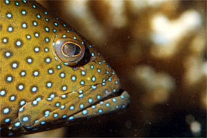 Cernia tropicale (Cephalopholis argus)