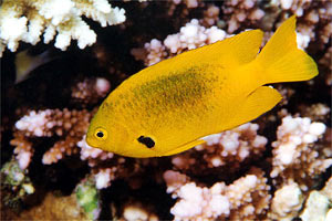 Castagnola sulfurea (Pomacentrus sulfureus)