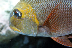 Letrinide dagli occhi grandi (Monotaxis grandoculis)