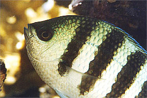Pesce sergente (Abudefduf vaigiensis)