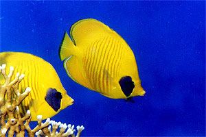 Pesce farfalla semimascherato (Chaetodon semilarvatus)