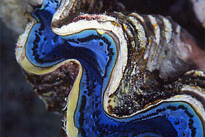 Tridacna (Tridacna gigas)