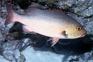 Azzannatore rosso (Lutjanus bohar)