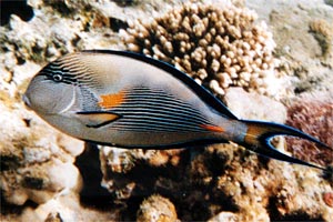 Pesce chirurgo (Acanthurus sohal)