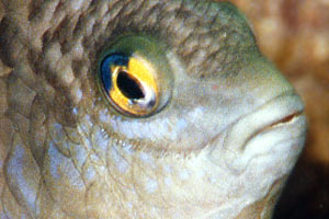 Dascillus nero (Dascyllus trimaculatus)