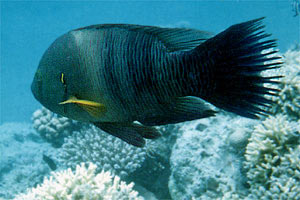 Labride pagliaccio (Coris aygula)