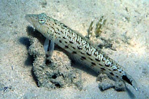 Parapercide ocellato (Parapercis hexophtalma)