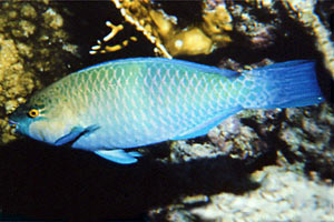 Pesce pappagallo rugginoso (Scarus ferrugineus)