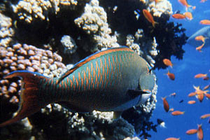 Pappagallo bicolore (Cetoscarus bicolor)