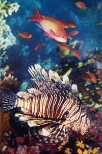 Pesce cobra (Pterois miles)