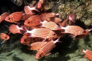 Pesce scoiattolo diadema (Sargocentron diadema)