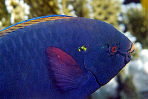 Pesce pappagallo (Scarus niger)