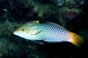 Tordo  scacchiera (Halichoeres hortulanus)