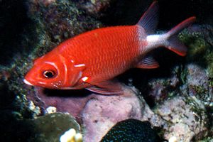 Pesce scoiattolo dalla coda bianca (Sargocentron caudimaculatum)