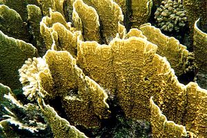 Corallo di fuoco (Millepora platyphylla)