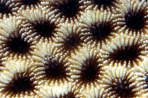 Corallo mosaico (Favia favus)