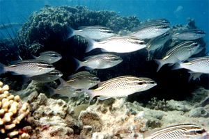 Nemipteride arabo (Scolopsis ghanam)