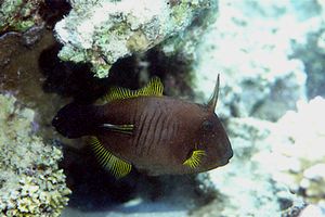 Pesce lima a spazzola (Amanses scopas)
