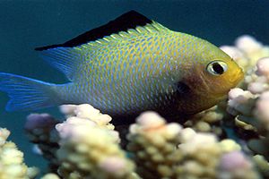 Dascillus marginato (Dascyllus marginatus)