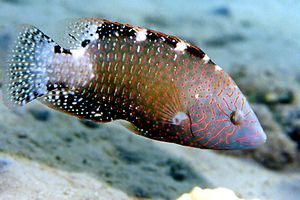 Labride splendente (Cheilinus abudjubbe)