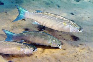 Muggine dal labbro a frangia (Crenimugil crenilabis)