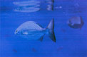 Pesce tamburo (Kypsosus vaigiensis)