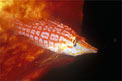 Pesce falco muso lungo (Oxycirrhites typus)