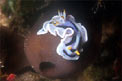 Nudibranchio (Chromodoris boucheti)