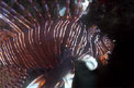 Pesce cobra (Pterois miles)